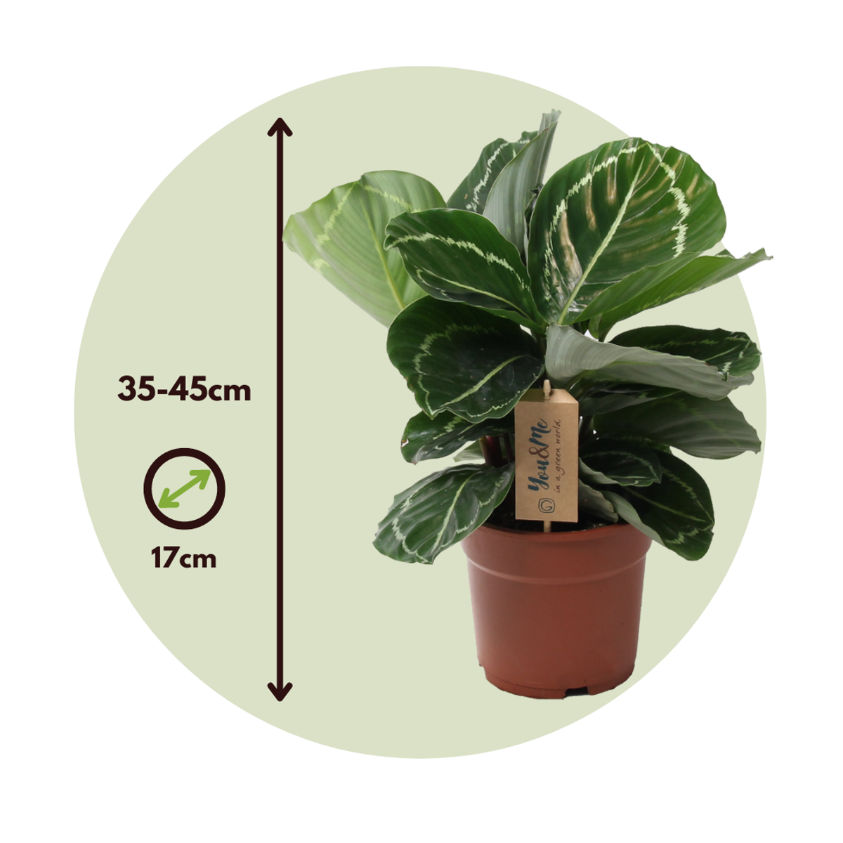 Calathea Påfågelväxt - Kalatea - Calathea 'Julia' - Höjd 35-45Cm - ⌀17Cm