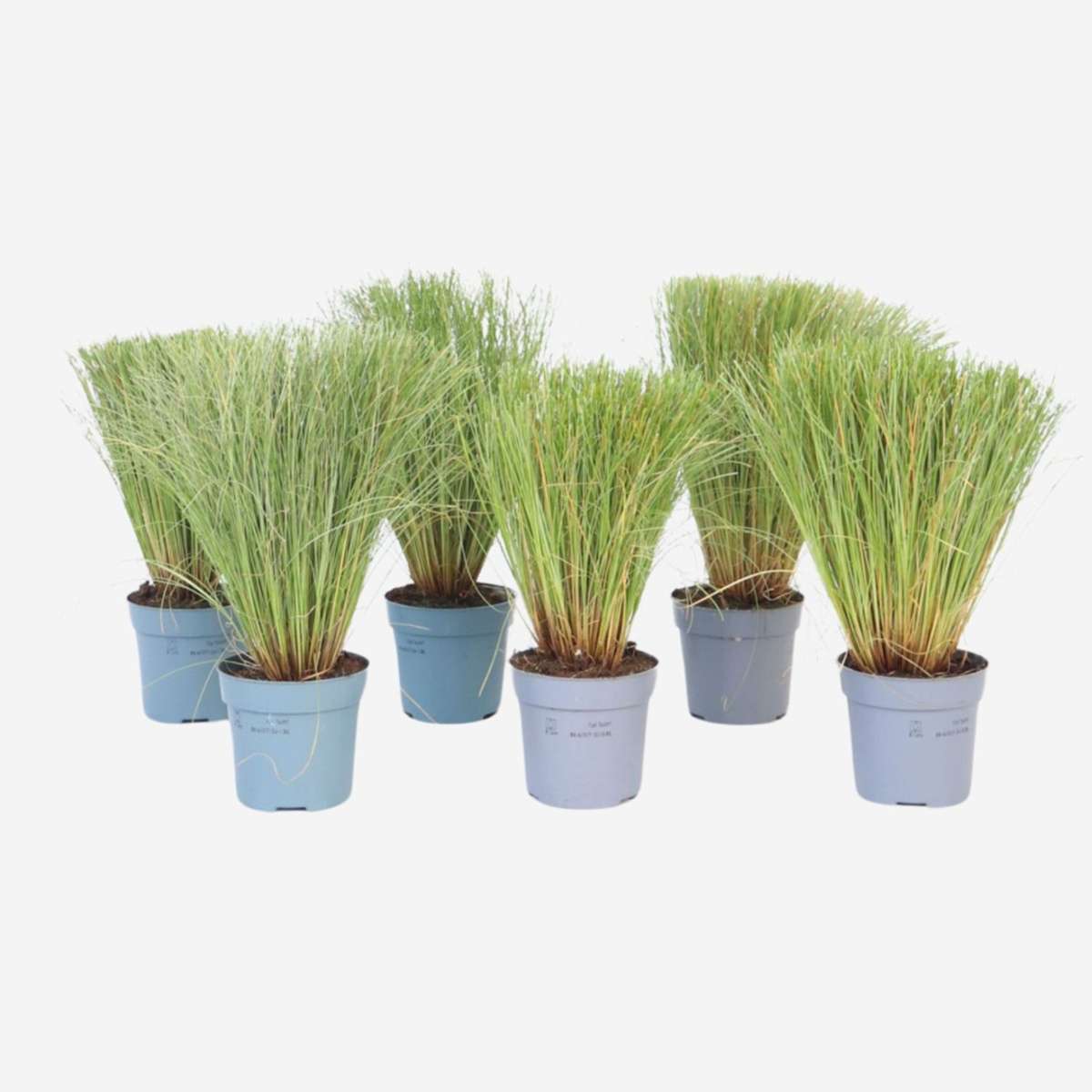 Ornamental Grasses Hirsstarr - Set Om 6 - Carex 'Amazon Mist' - Höjd 15-25Cm - ⌀10,5Cm