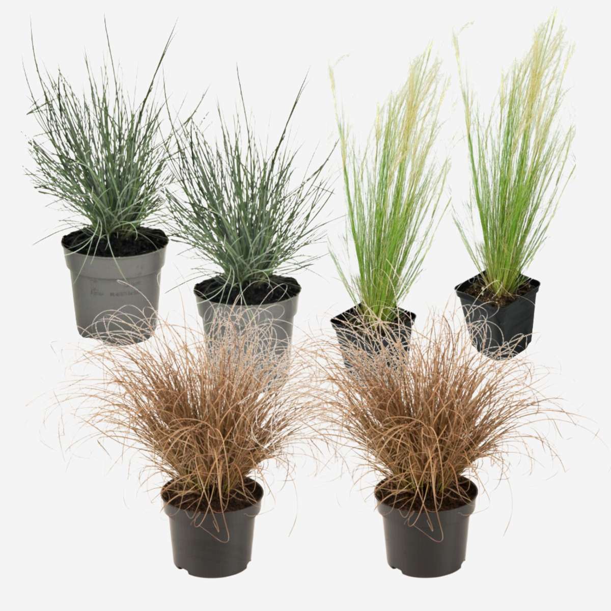 Florastore Fjädergräs - Set Om 6 - Stipa, Festuca, Carex - Höjd 15-25Cm - ⌀10,5Cm