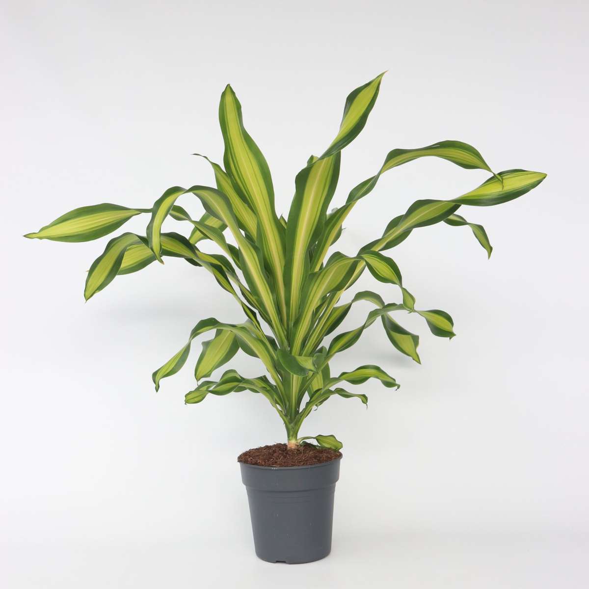 Dracaena Banddracena - Dracaena Fragrans 'Charley' - Höjd 100-110Cm - ⌀24Cm