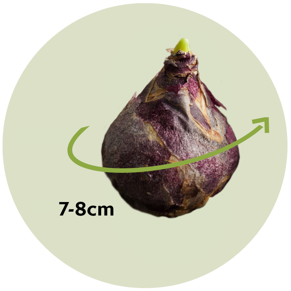 Florastore Stjärnhyacint - Set Om 50 - Scilla Siberica - Blomlökar - Blå