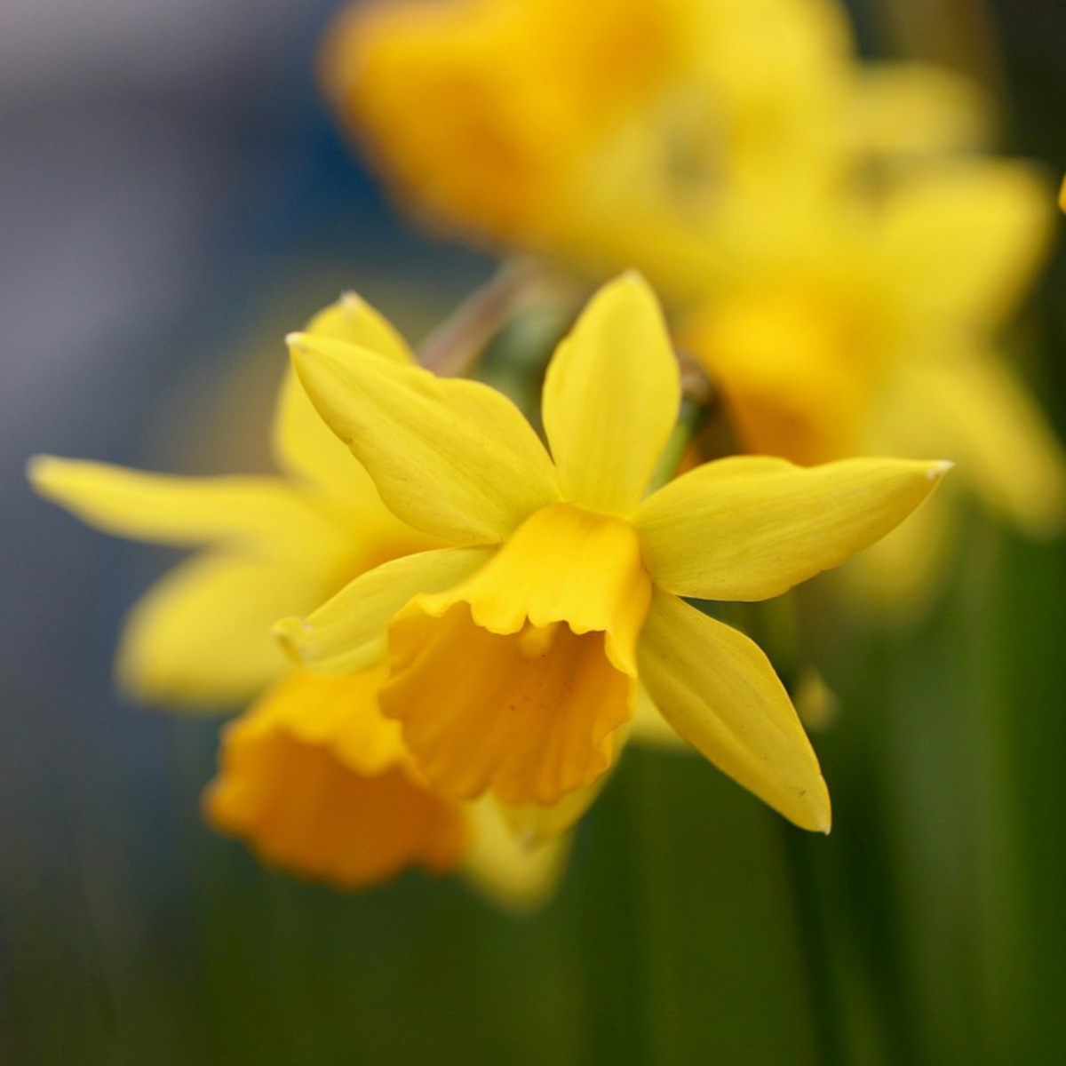 Daffodil Påsklilja - Set Om 50 - Narcissus 'Tête-À-Tête' - Blomlökar - Geel