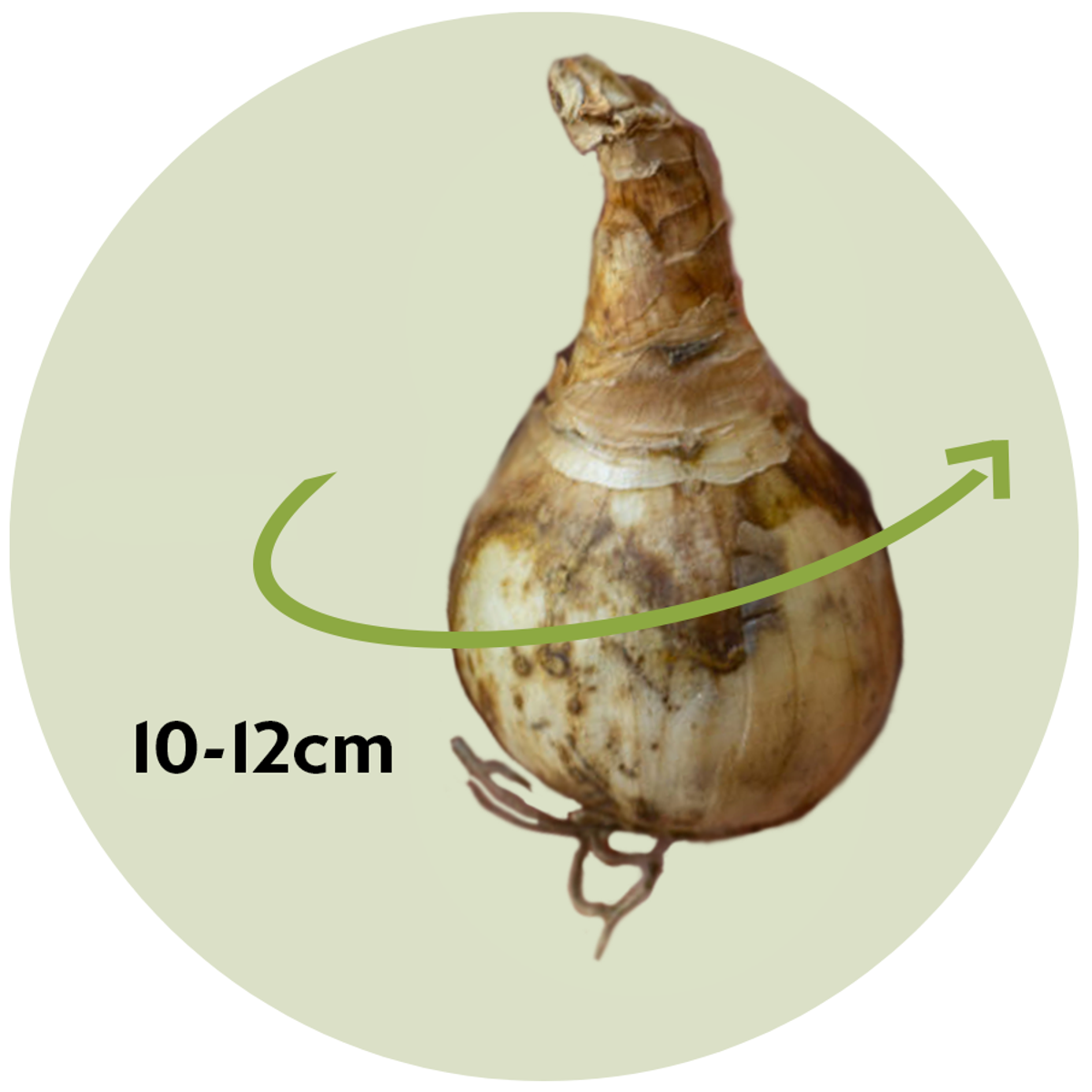 Florastore Påsklilja - Set Om 40 - Narcissus 'Double Mix' - Blomlökar - Flerfärgad