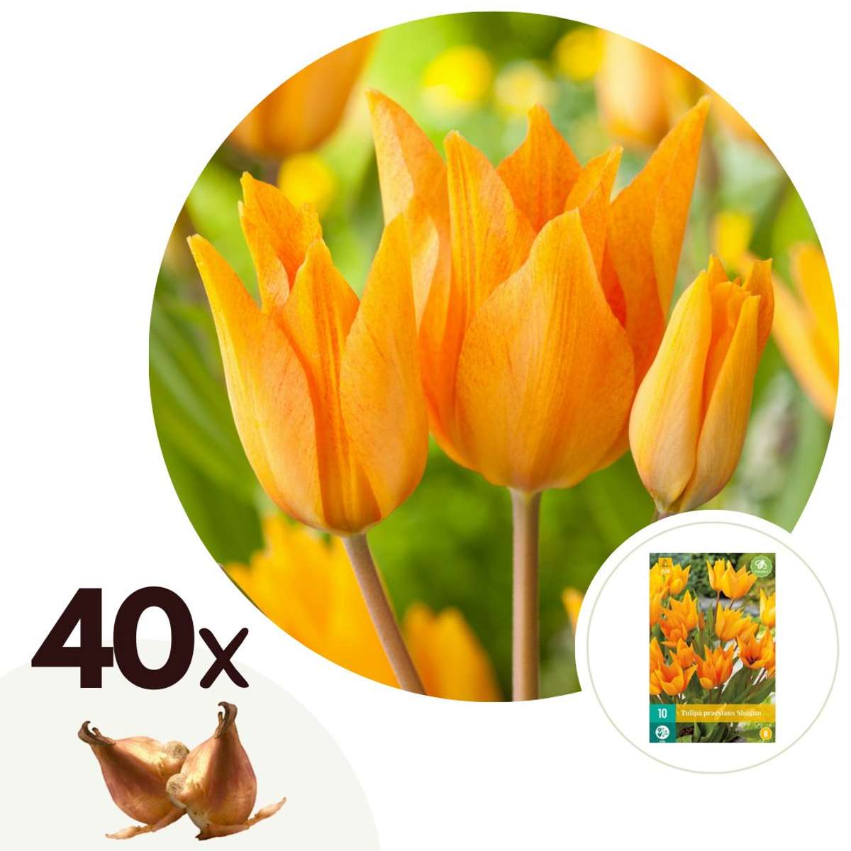 Florastore Tulpanlökar - Set Om 40 - Tulipa 'Prastants Shogun' - Blomlökar - Orange
