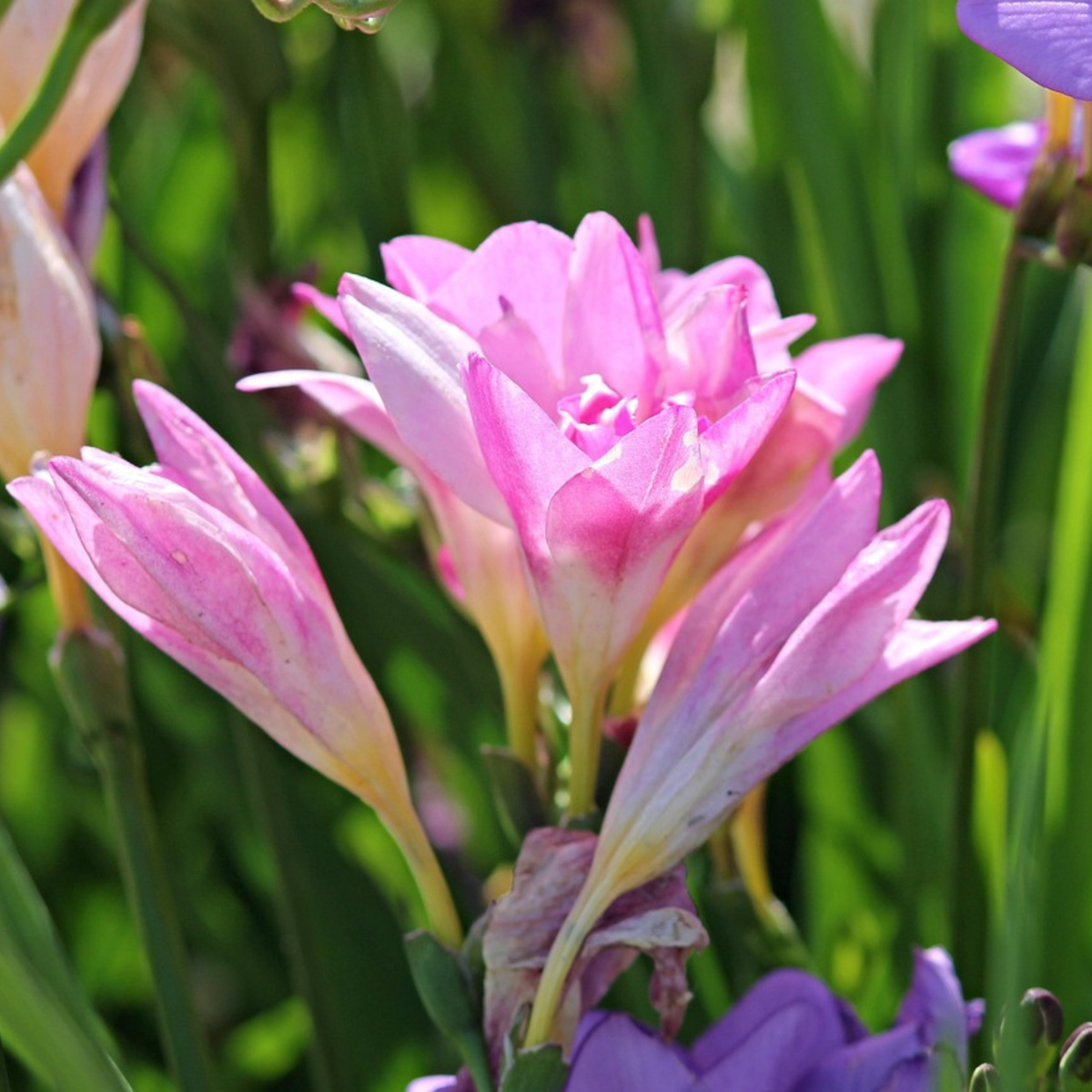 Other Types Of Flower Bulbs Fresia - Set Om 40 - Freesia Mix - Blomlökar - Flerfärgad