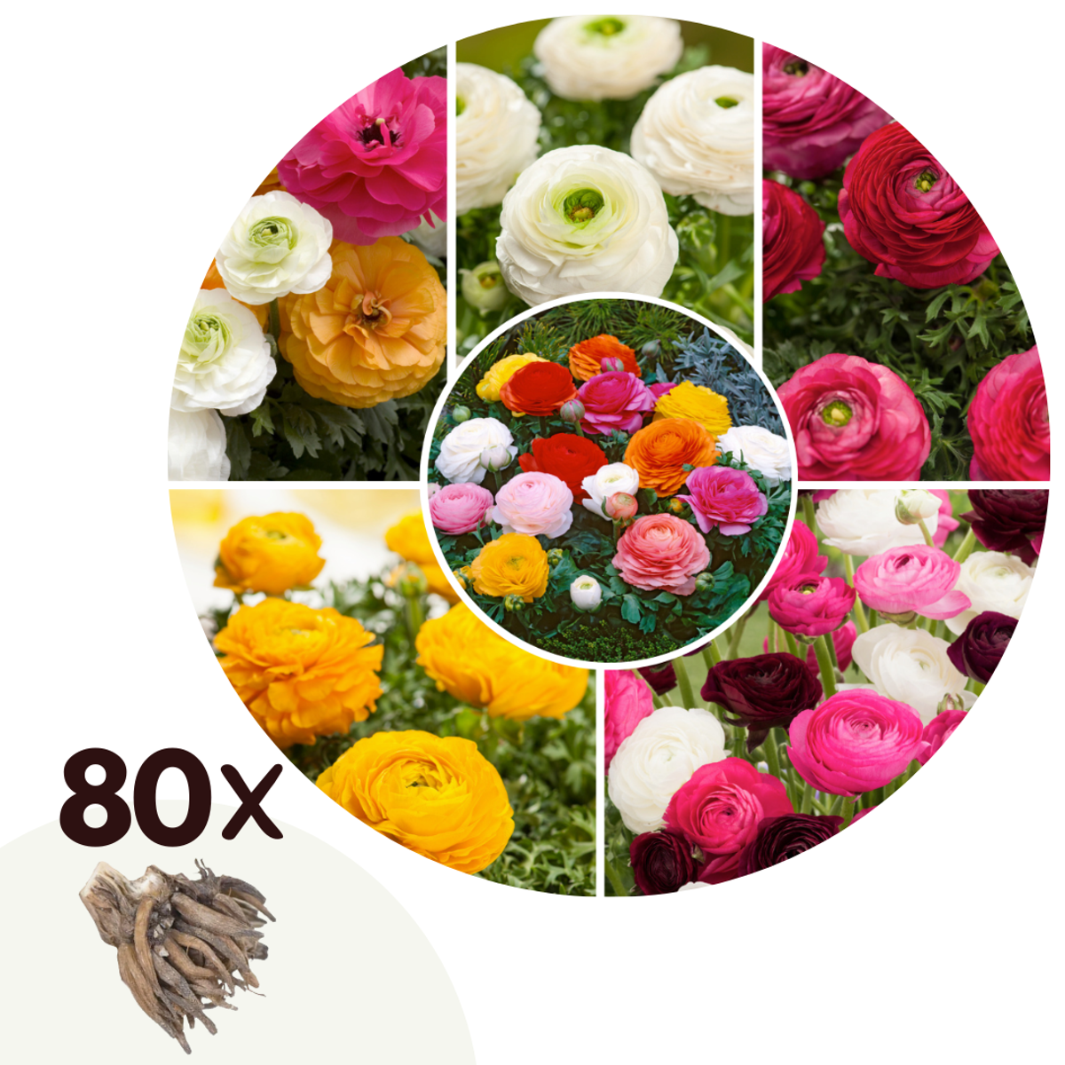 Florastore Perse Smörblomma Nj Mix - Set Om 80 - Ranunculus - Blomlökar - Flerfärgad