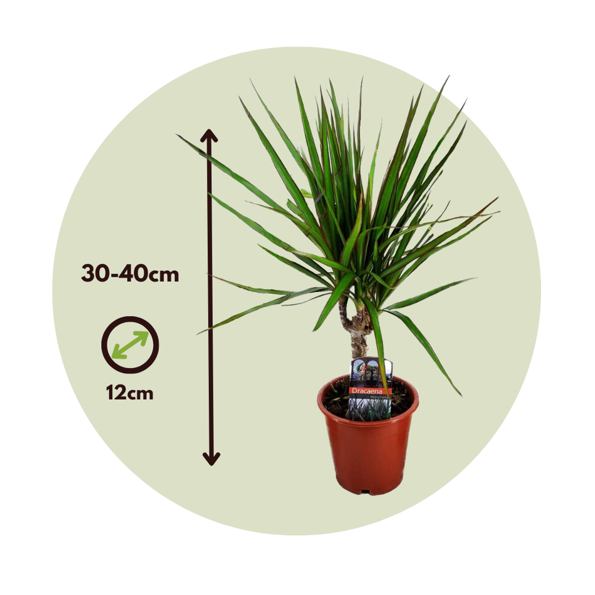Dracaena Banddracena - Set Om 3 - Dracaena Marginata - Höjd 30-40Cm - ⌀12Cm