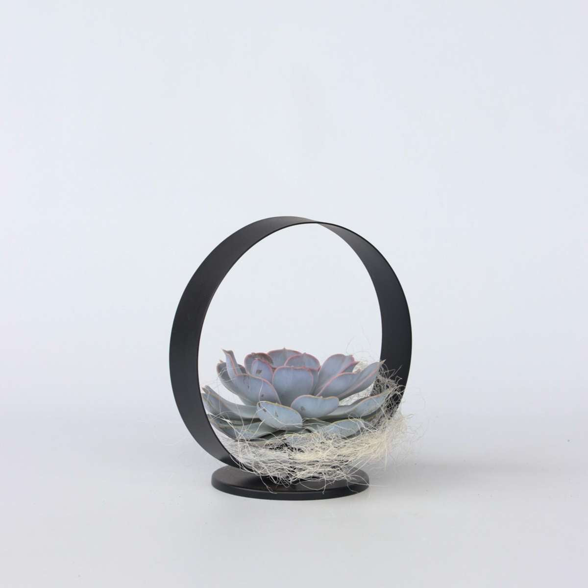 Florastore Ekveria Svart Metallring - Echeveria Lilacina - Höjd 20Cm