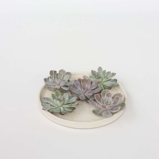 Florastore Ekveria Diy Mix - Set Om 5 - Echeveria Lilacina - Höjd 7Cm