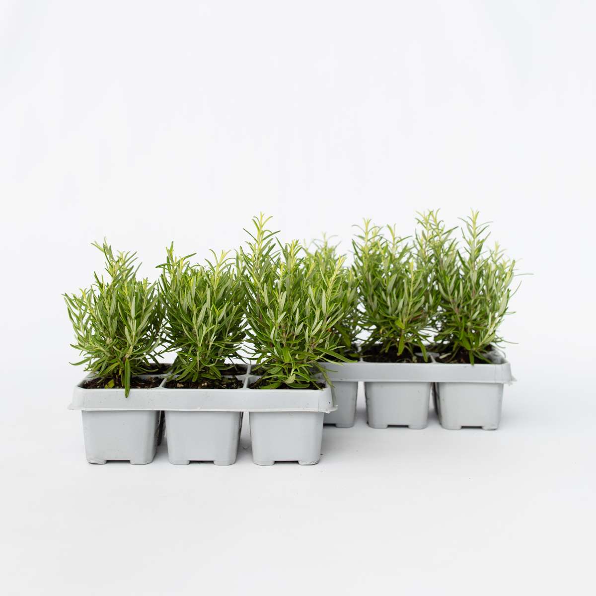 Other Shrubs Rosmarin - Set Om 12 - Rosmarinus Officinalis - Höjd 10-20Cm - ⌀9Cm