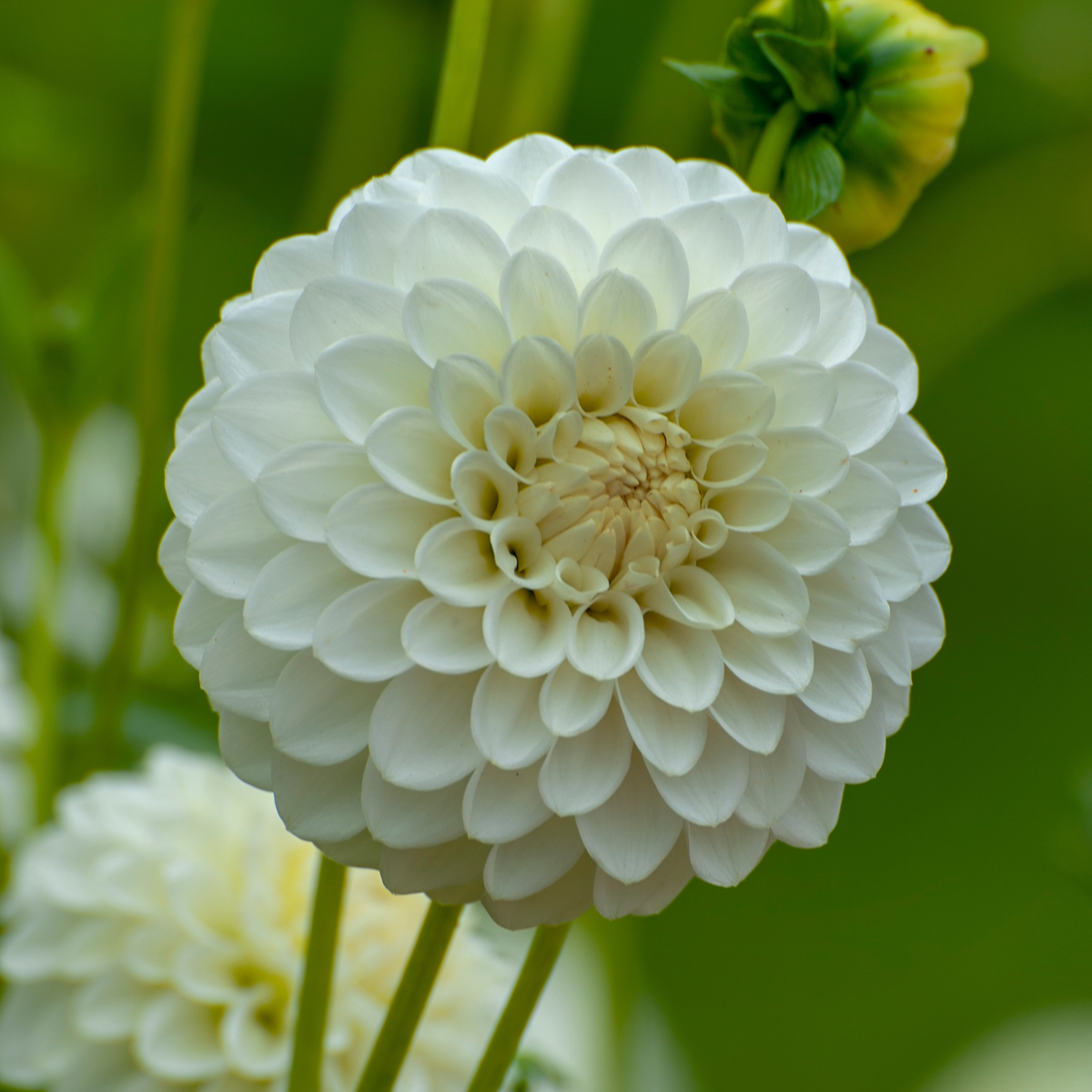 Dahlialökar - Set Om 3 - Dahlia 'Boom Boom White' - Blomlökar - Vit