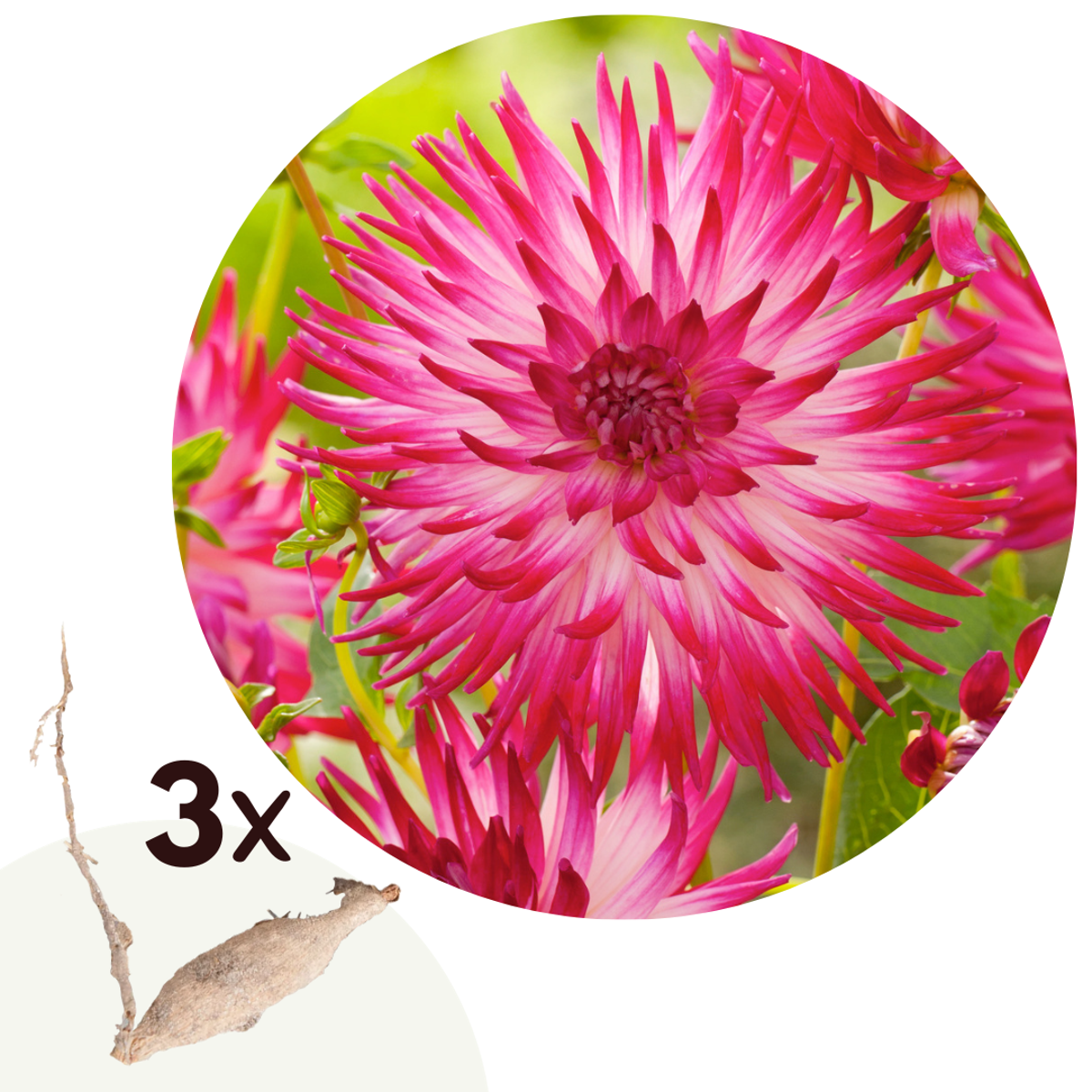 Florastore Dahlialökar - Set Om 3 - Dahlia 'Dutch Explosion' - Blomlökar - Rosa