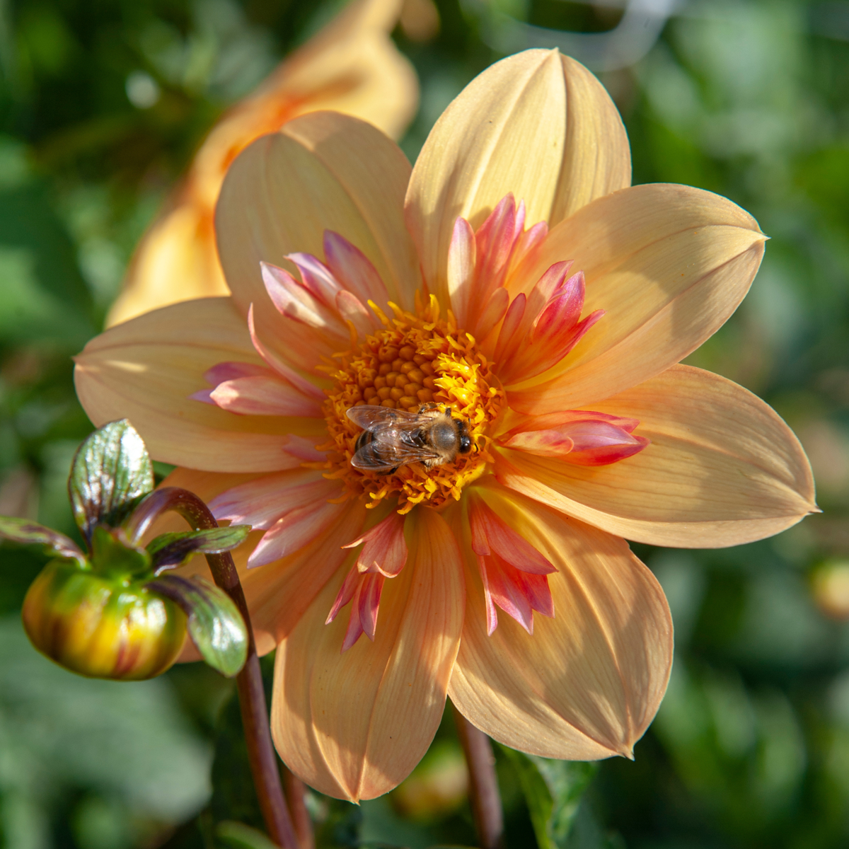 Dahlialökar - Set Om 3 - Dahlia 'Kelsey Annie Joy' - Blomlökar - Orange