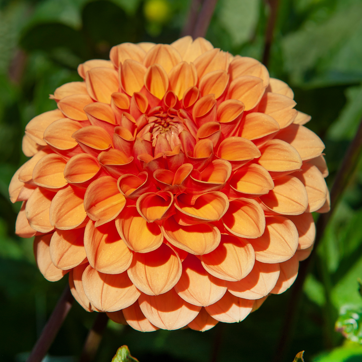 Dahlialökar - Set Om 3 - Dahlia 'Sylvia' - Blomlökar - Orange
