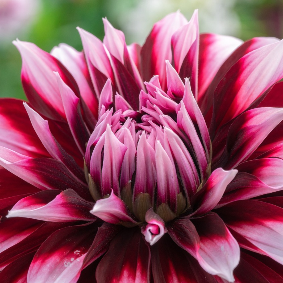 Dahlialökar - Set Om 3 - Dahlia 'Tartan' - Blomlökar - Purpur