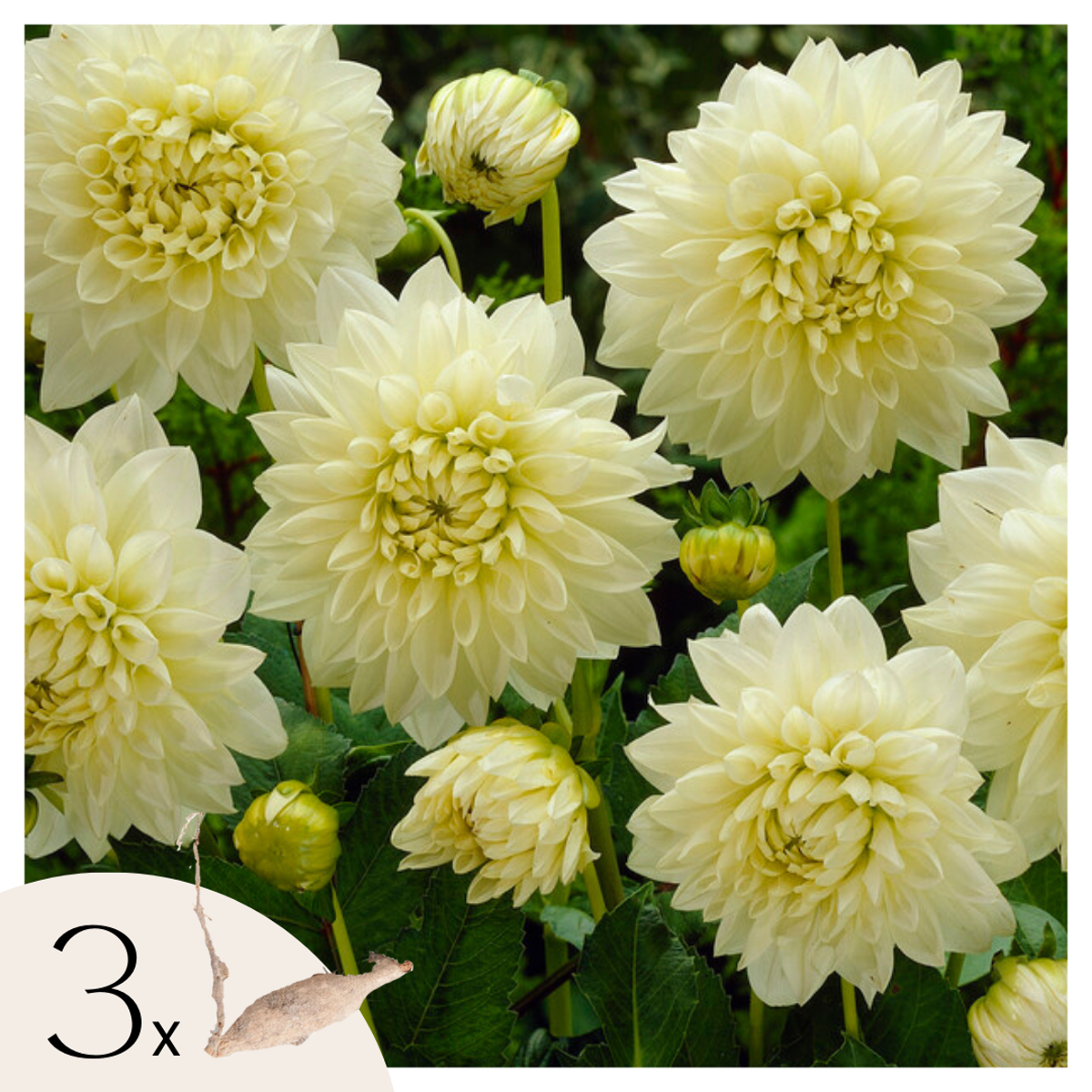 Florastore Dahlialökar - Set Om 3 - Dahlia 'White Perfection' - Blomlökar - Vit