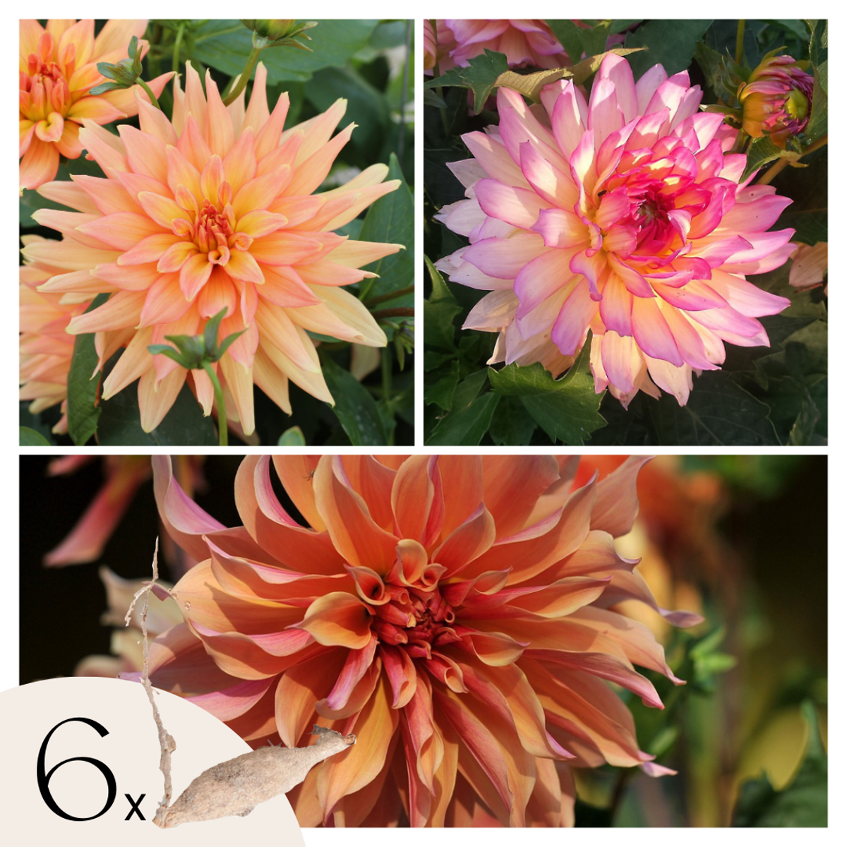 Florastore Dahlialökar - Set Om 6 - Dahlia 'Labyrinth' - Blomlökar - Purpur