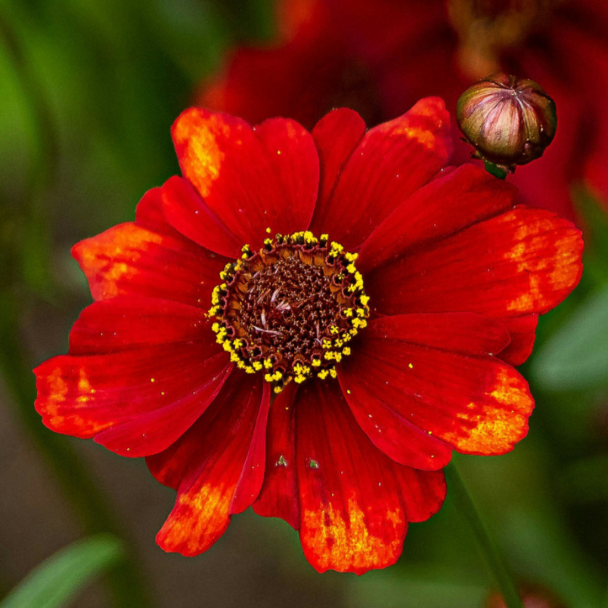 Dahlialökar - Set Om 5 - Dahlia 'Sunset Mix' - Blomlökar - Röd