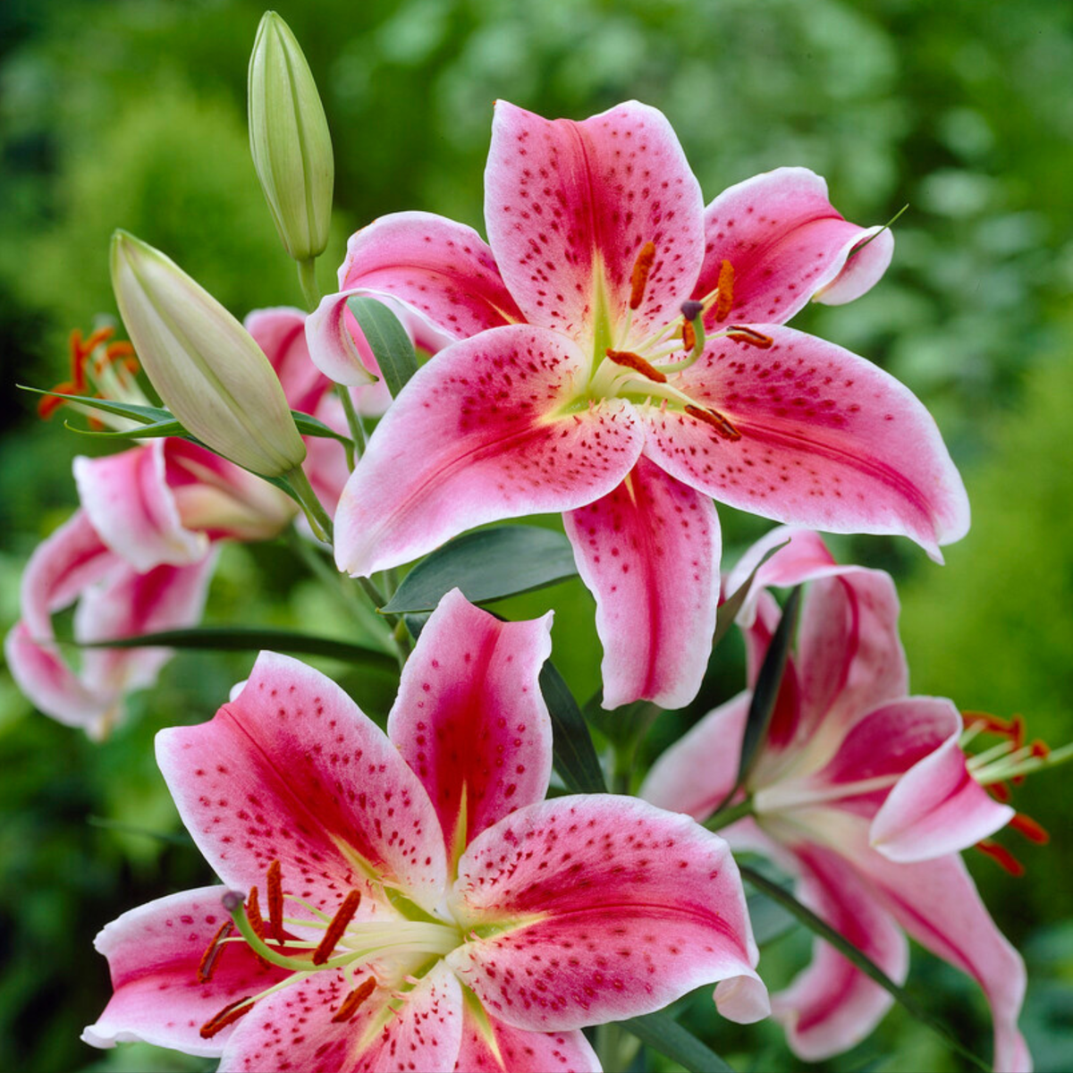 Other Types Of Flower Bulbs Orientalisk Lilja - Set Om 6 - Lilium Orientalis 'Stargazer' - Rhizomer - Rosa