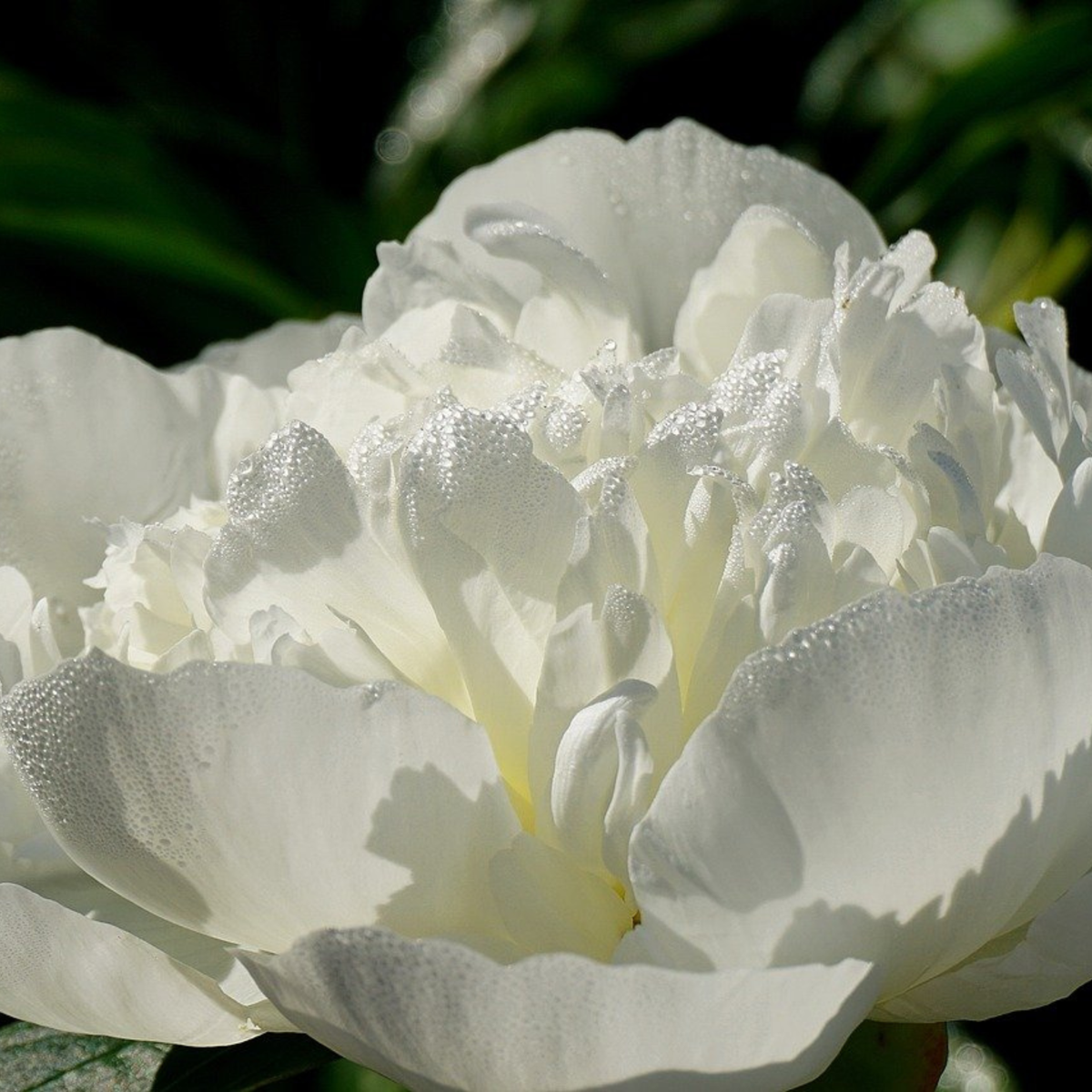 Peony Pioner - Set Om 2 - Paeonia 'Duchesse De Nemours' - Rhizomer - Vit