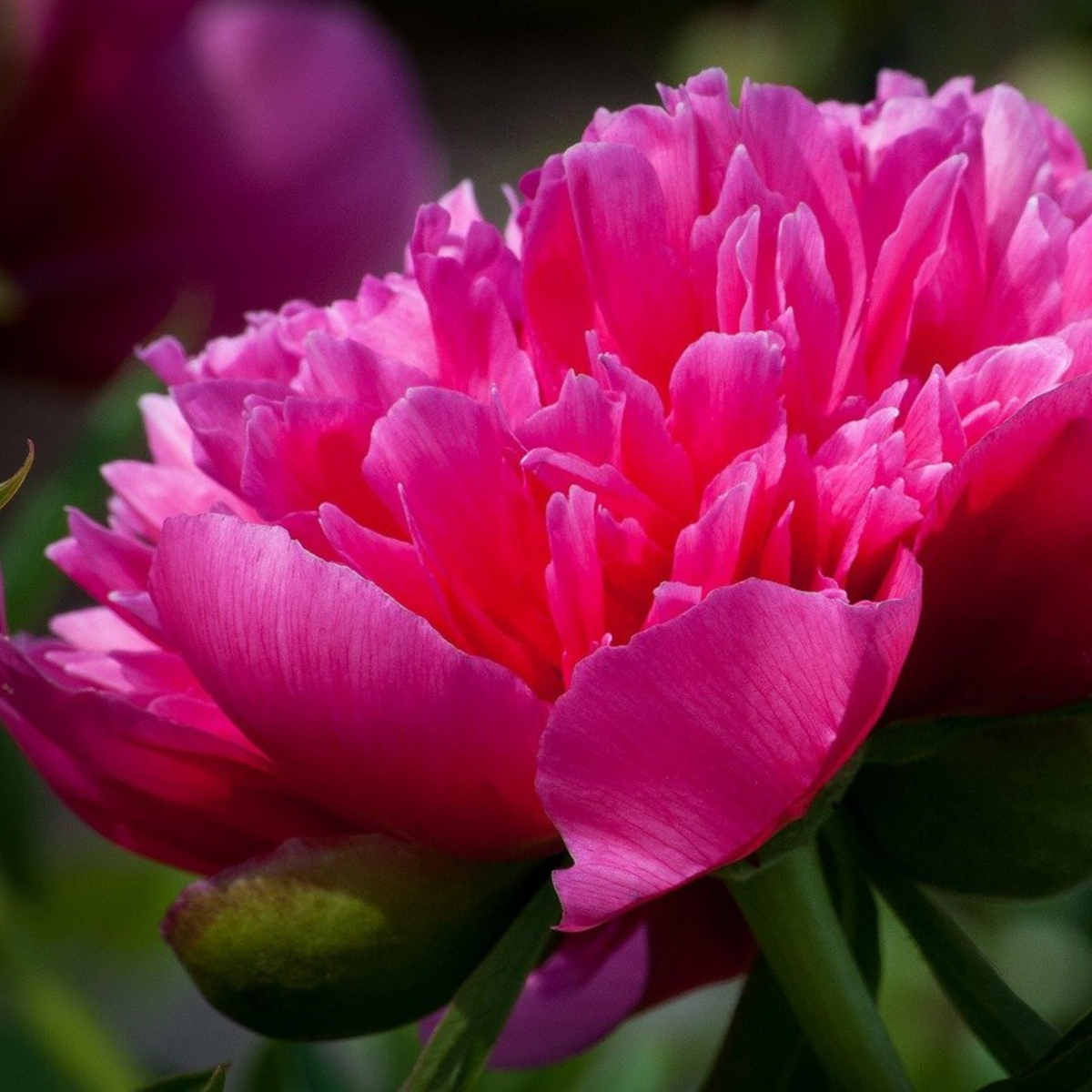 Peony Pioner - Set Om 2 - Paeonia 'Karl Rosenfield' - Rhizomer - Rosa