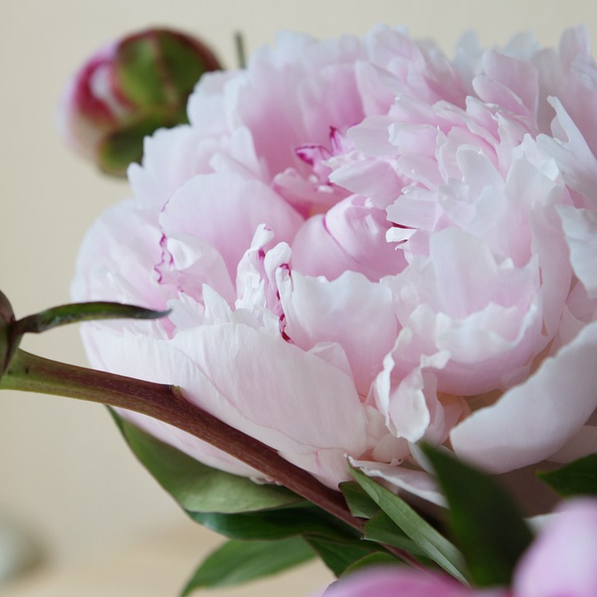 Peony Pioner - Set Om 2 - Paeonia 'Sarah Bernhardt' - Rhizomer - Rosa