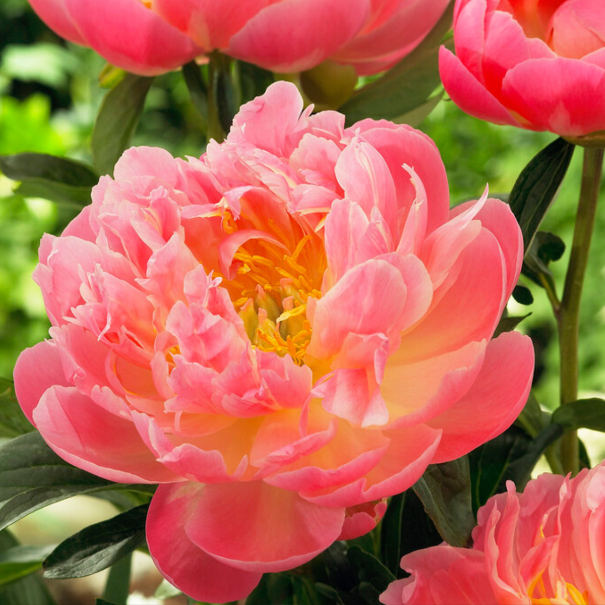 Peony Pioner - Set Om 2 - Paeonia 'Pink Hawaiian Coral' - Rhizomer - Rosa