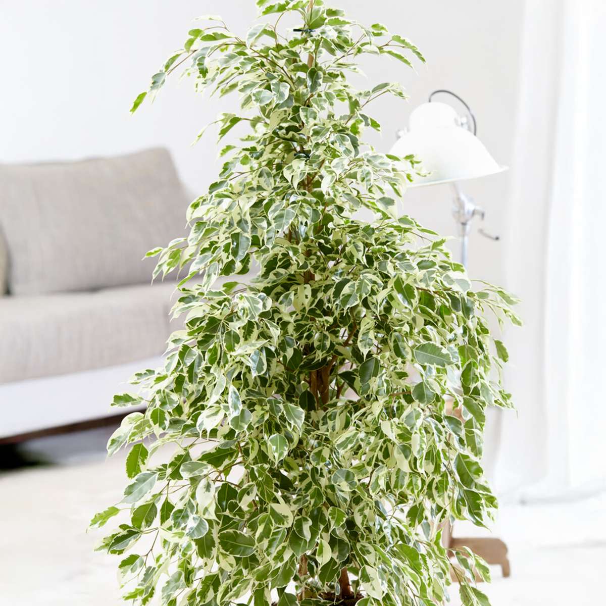 Ficus Benjaminfikus - Ficus Benjamina 'Twilight' - Höjd 100-110Cm - ⌀21Cm