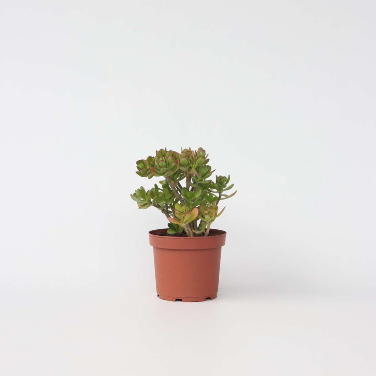 Succulents Paradisträd - Crassula Ovata 'Hobbit' - Höjd 45-50Cm - ⌀23Cm