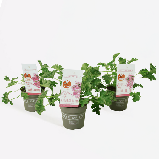 Florastore Geranium - Set Om 3 - Pelargonium 'Pink Capitatum' - Höjd 15-25Cm - ⌀10Cm