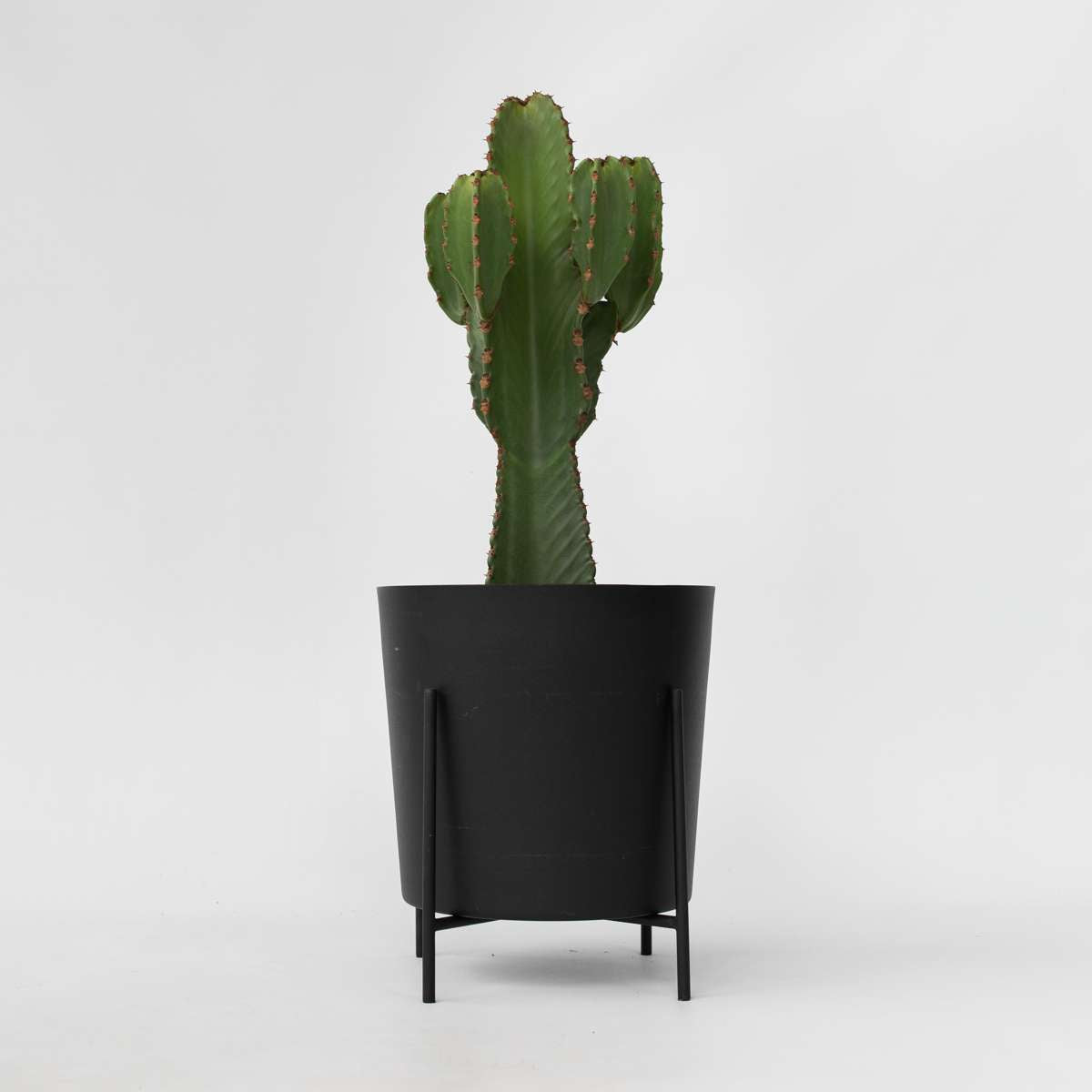 Florastore Kaktuseuforbia - Euphorbia Ingens - Höjd 85-95Cm - ⌀24Cm
