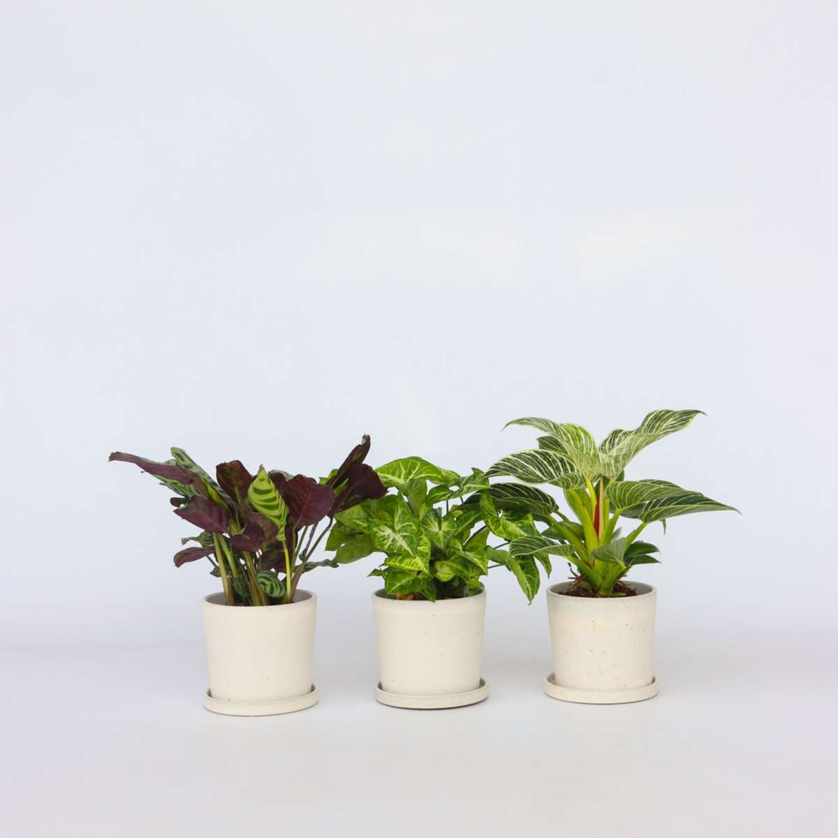 Florastore Hemmix - Set Om 3 - Ctenanthe, Philodendron, Syngonium - Höjd 25-40Cm - ⌀12Cm