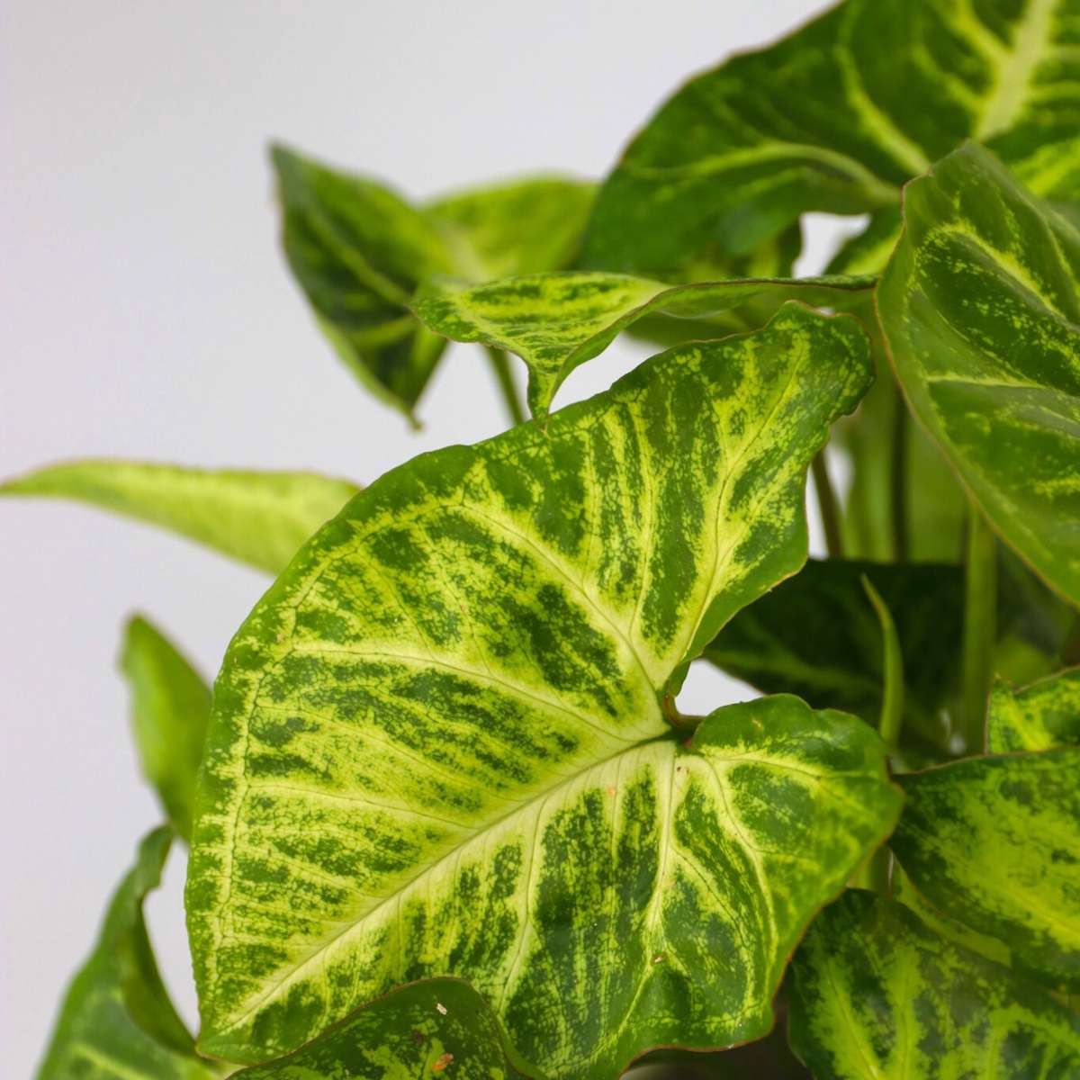 Other Green Houseplants Hemmix - Set Om 3 - Ctenanthe, Philodendron, Syngonium - Höjd 25-40Cm - ⌀12Cm