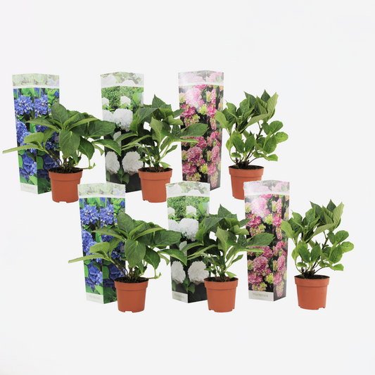 Florastore Hortensia - Set Om 6 - Hydrangea Macrophylla - Höjd 25-40Cm - ⌀10,5Cm