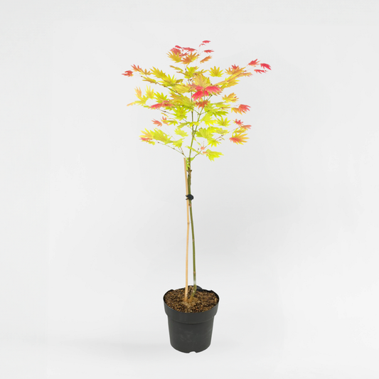 Florastore Japansk Lönn - Acer Palmatum 'Moonrise' - Höjd 80-90Cm - ⌀19Cm
