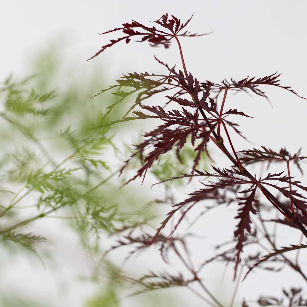 Japanese Maples Japansk Lönn - Set Om 2 - Acer 'Garnet', 'Emerald Lace' - Höjd 60-70Cm - ⌀19Cm