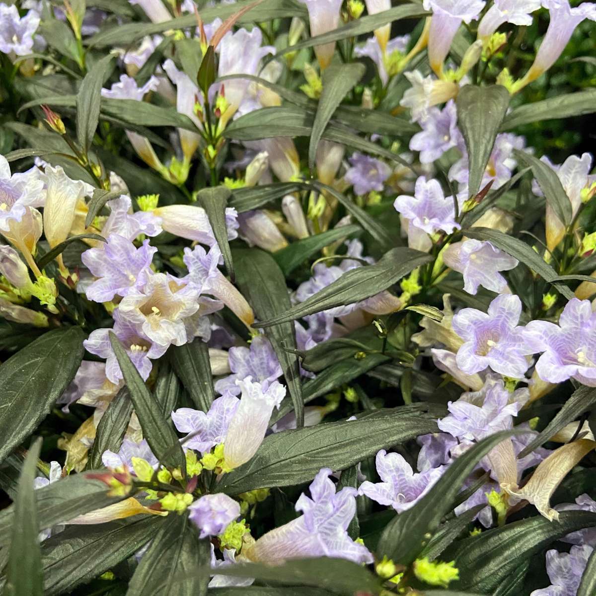 Other Shrubs Trumpetört - Set Om 2 - Strobilanthes ‘Brunetthy’ - Höjd 25-40Cm - ⌀17Cm