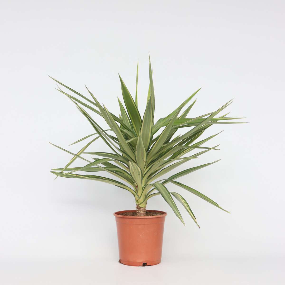 Indoor Palms Jättepalmlilja - Yucca Elephantipes 'Jewel' - Höjd 60-70Cm - ⌀21Cm
