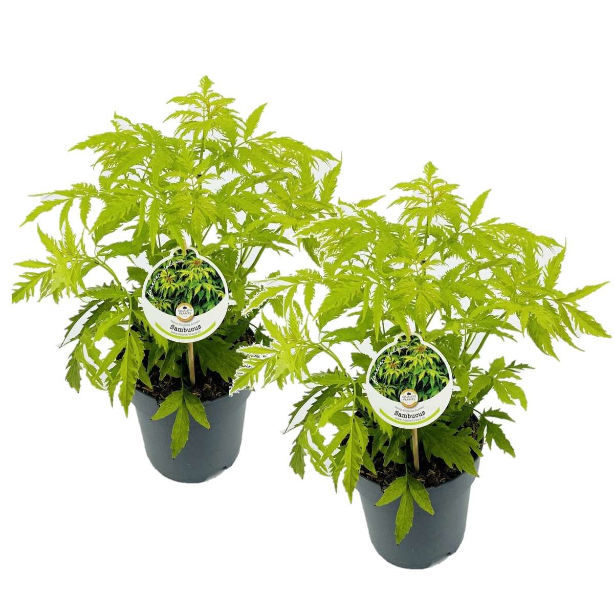 Florastore Purpurfläder - Set Om 2 - Sambucus Nigra 'Aurea' - Höjd 25-40Cm - ⌀17Cm