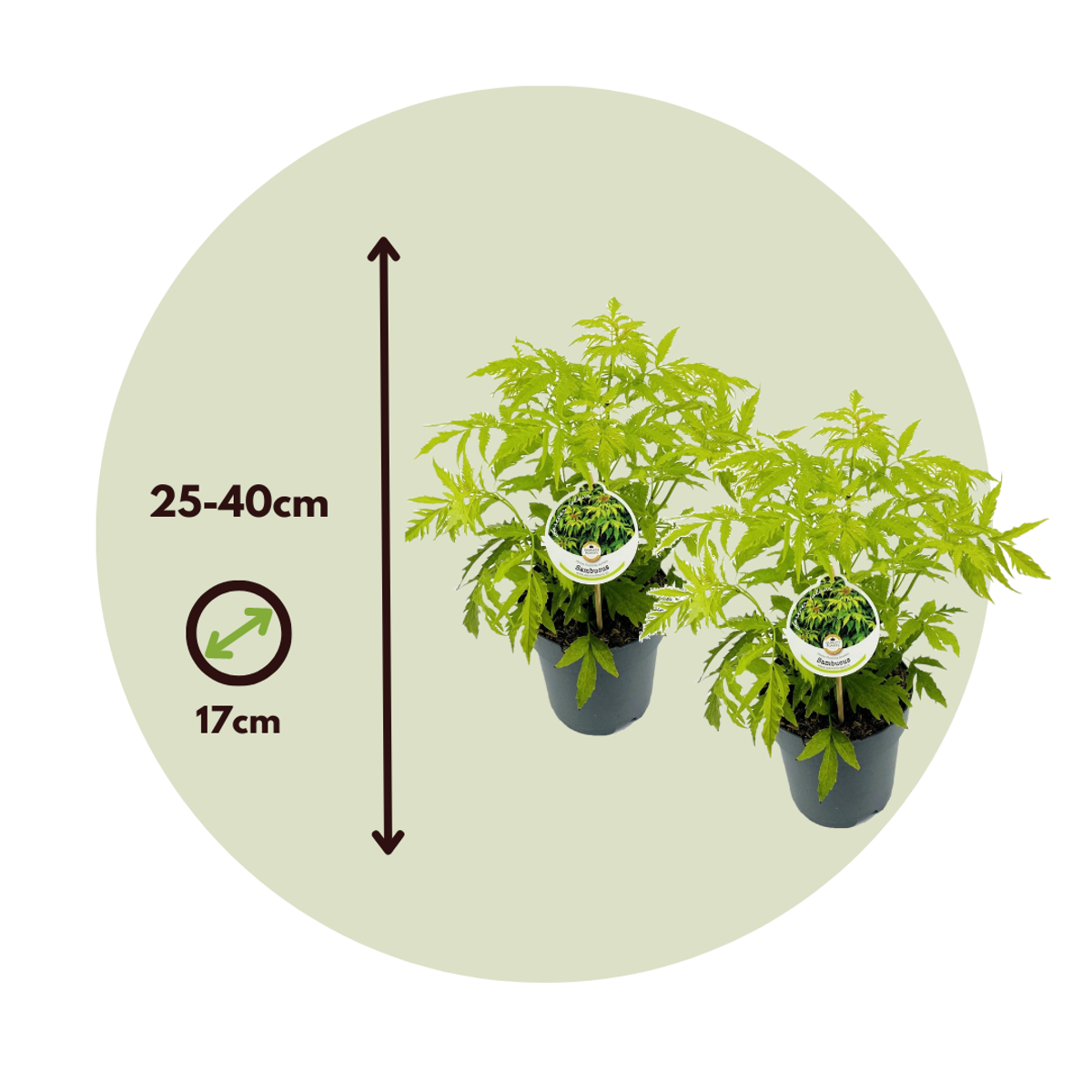 Other Shrubs Purpurfläder - Set Om 2 - Sambucus Nigra 'Aurea' - Höjd 25-40Cm - ⌀17Cm