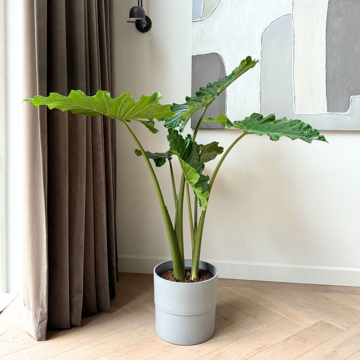 Alocasia Alokasia - Alocasia 'Portodora' - Höjd 110-120Cm - ⌀32Cm