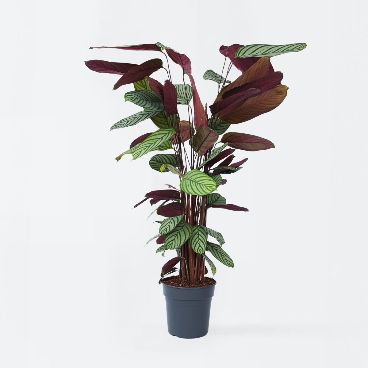 Calathea Påfågelväxt - Kalatea - Calathea 'Oppenheimiana' - Höjd 120-130Cm - ⌀27Cm