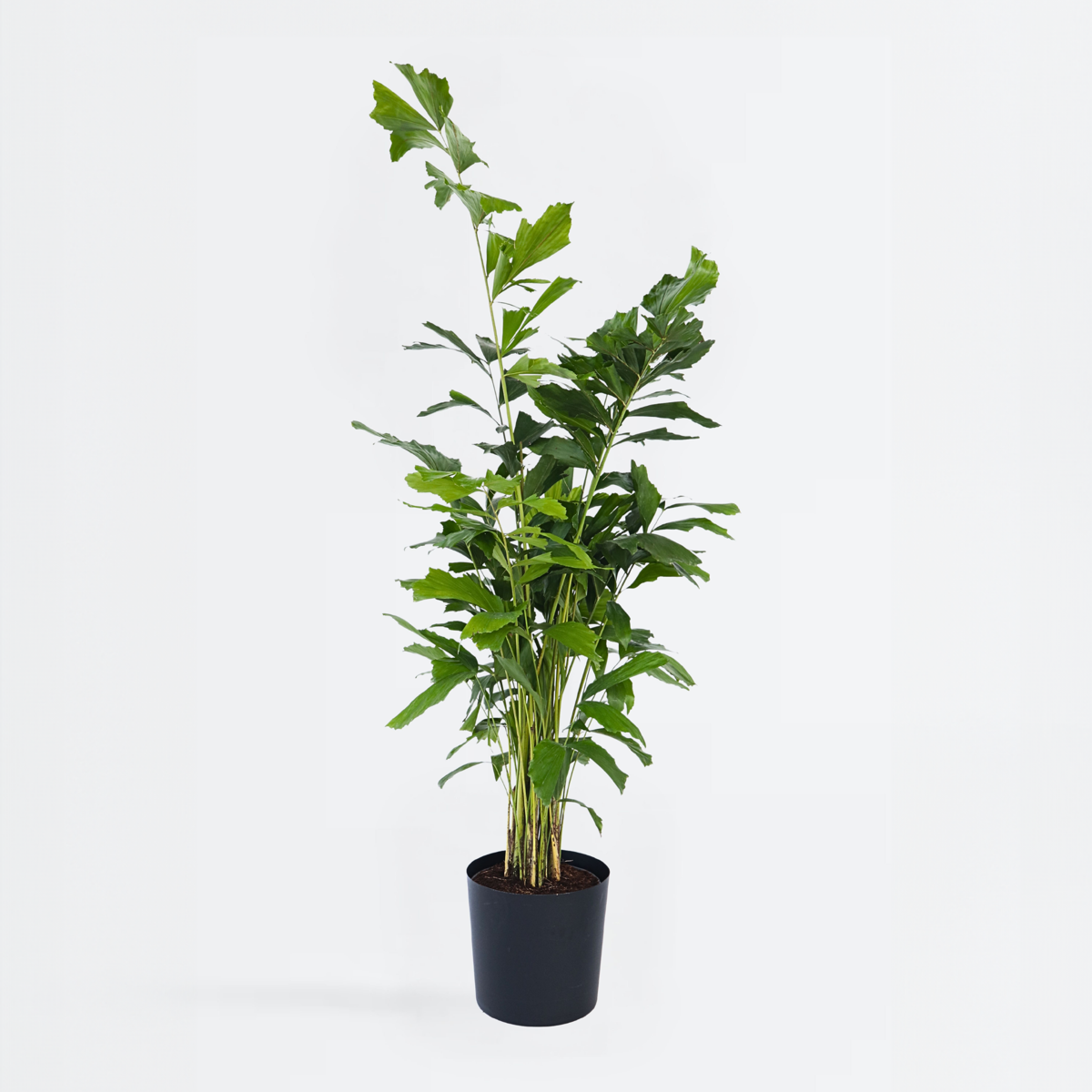 Florastore Tuvad Fiskstjärtspalm - Caryota Mitis - Höjd 120-130Cm - ⌀27Cm