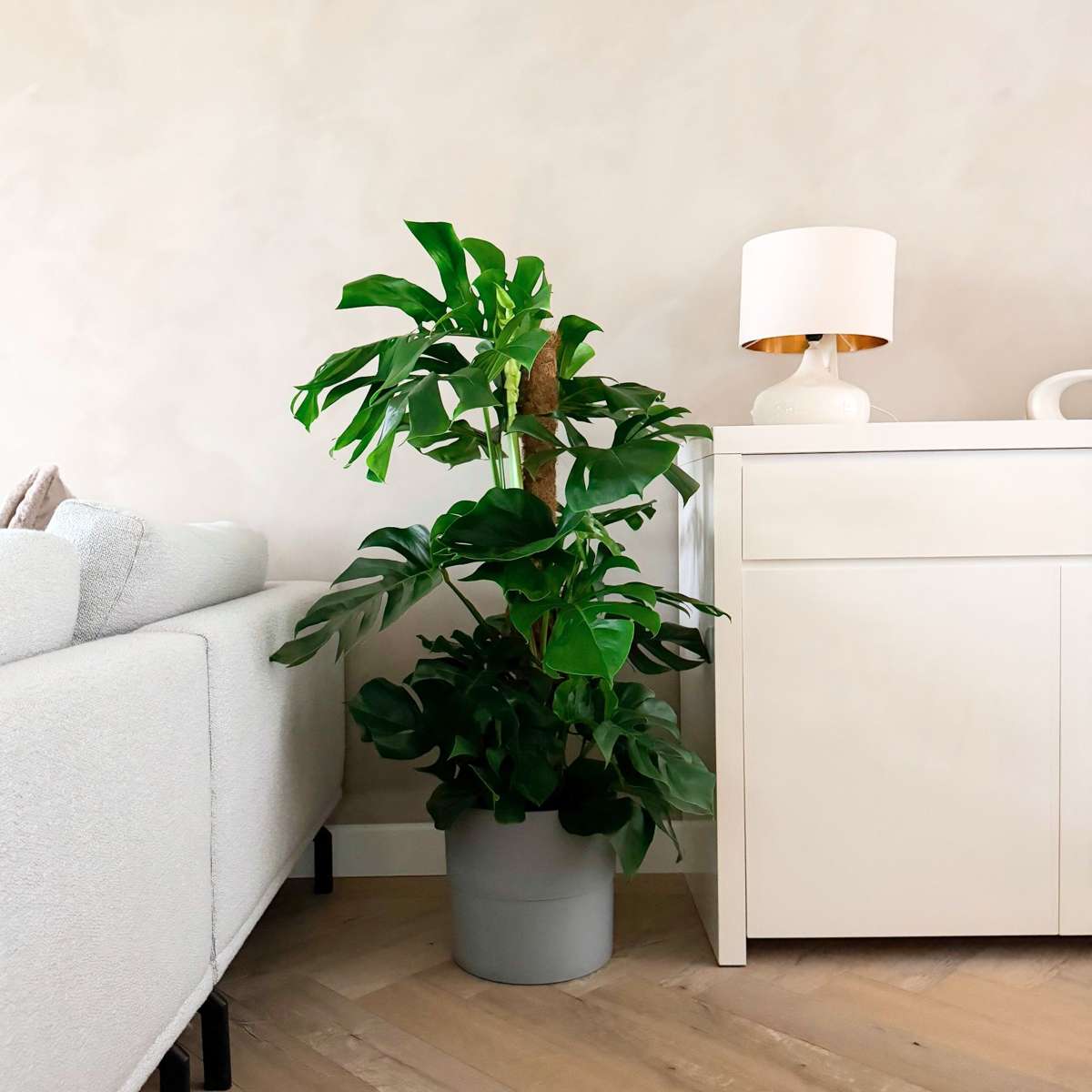Monstera Hålväxt - Monstera Deliciosa - Höjd 120-130Cm - ⌀24Cm