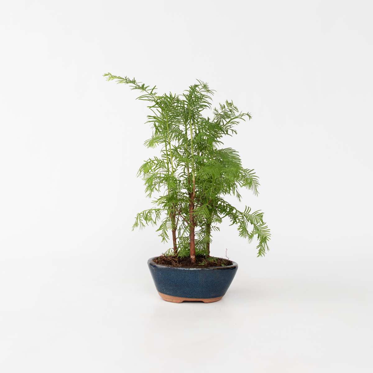 Bonsaiträd - Bonsai 'Metasequoia Forest' - Höjd 20-30Cm - ⌀15Cm