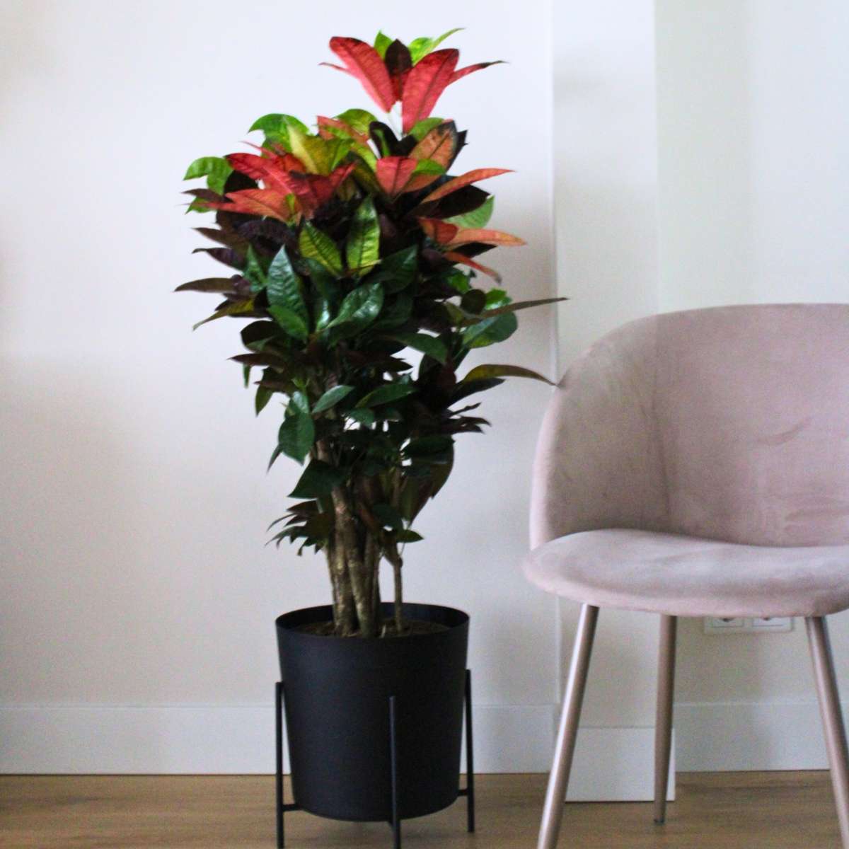 Other Green Houseplants Kroton - Codiaeum Variegatum 'Mrs. Iceton' - Höjd 140-150Cm - ⌀31Cm