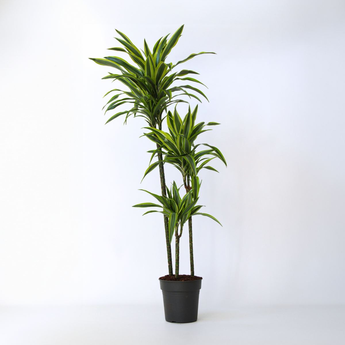 Dracaena Banddracena - Dracaena 'Lemon Lime' - Höjd 130-140Cm - ⌀24Cm