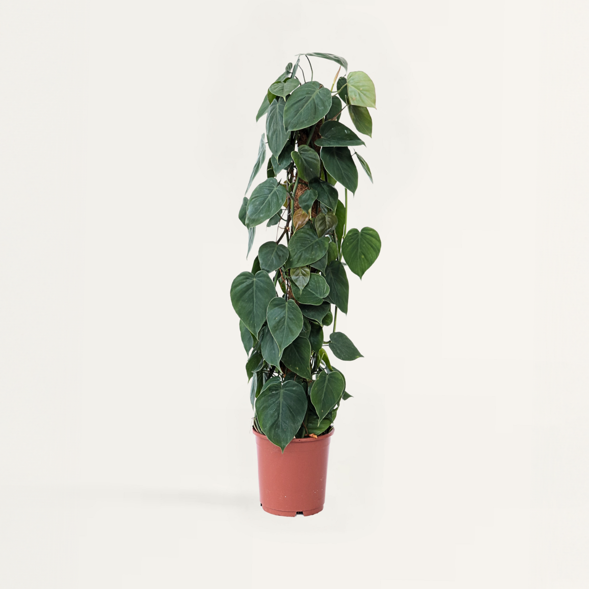 Philodendron Filodendron - Philodendron Scandens - Höjd 150-160Cm - ⌀27Cm