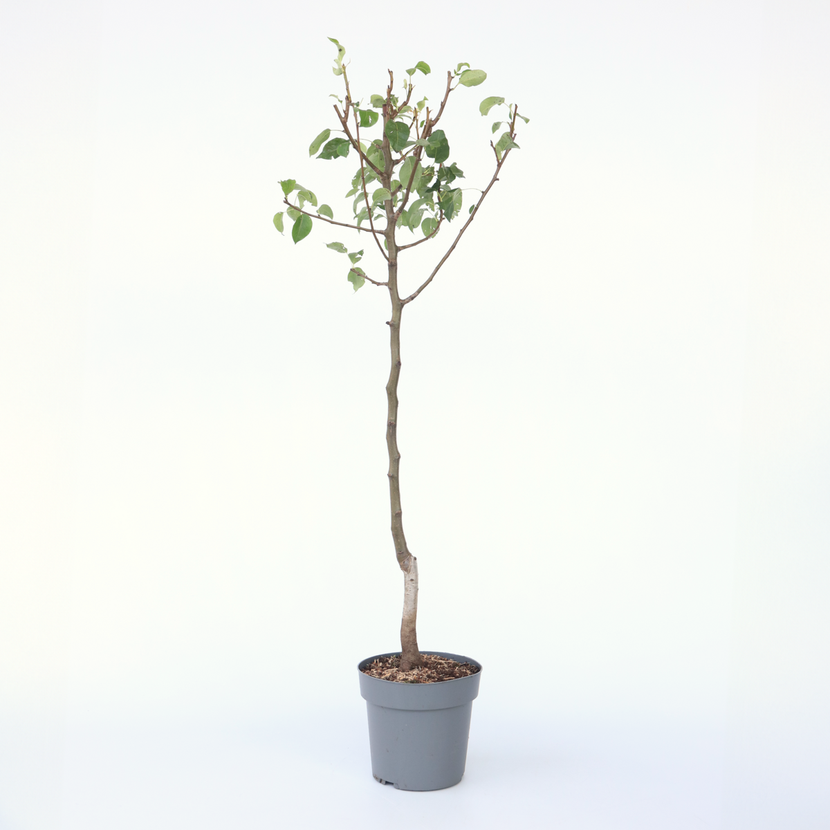 Fruit Trees Päronträd - Pyrus Communis 'Conference' - Höjd 90-100Cm - ⌀21Cm