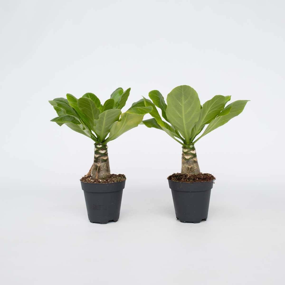 Out Of Category Houseplants Hawaiipalmen - Set Om 2 - Brighamia 'Insignis' - Höjd 25-35Cm - ⌀12Cm